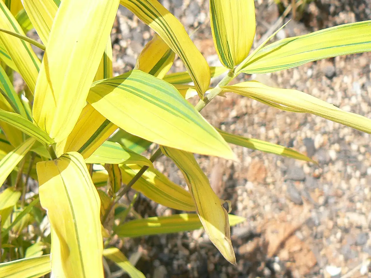 菲黄竹 (Pleioblastus viridistriatus) — 环境展示