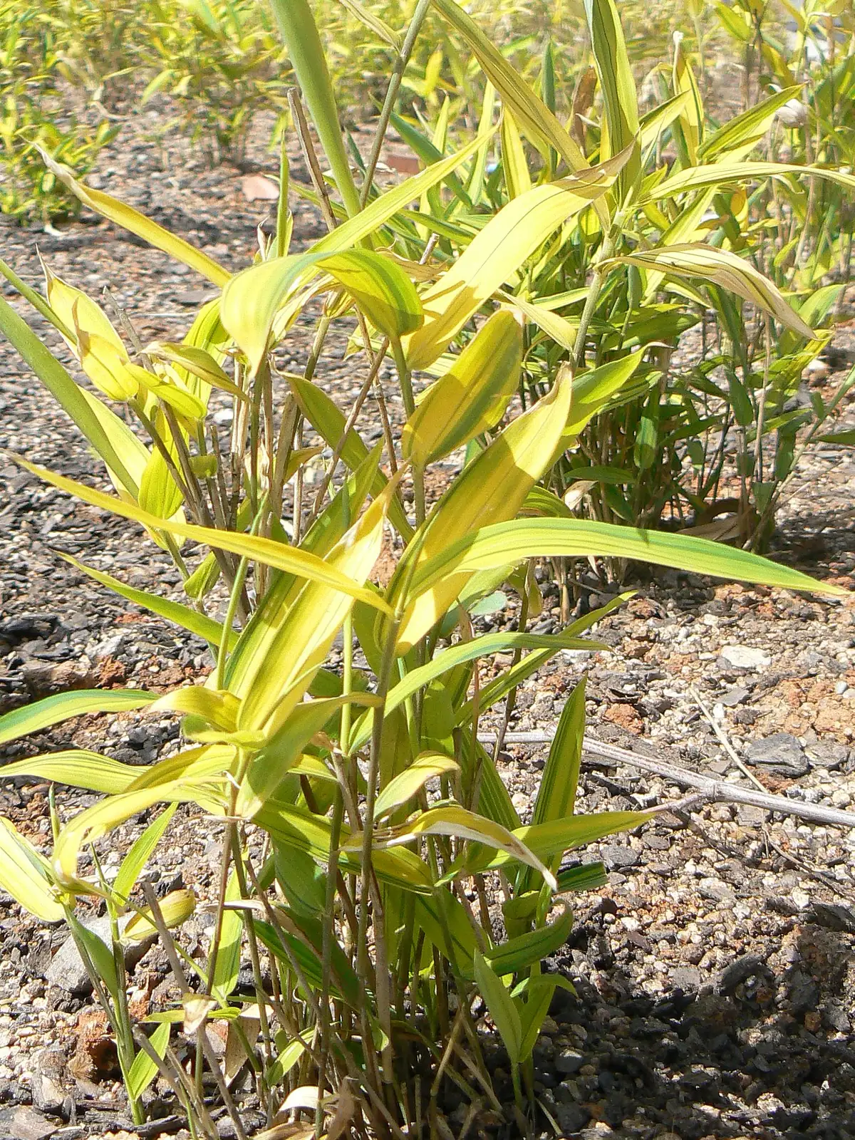 菲黄竹 (Pleioblastus viridistriatus) — 更多视角