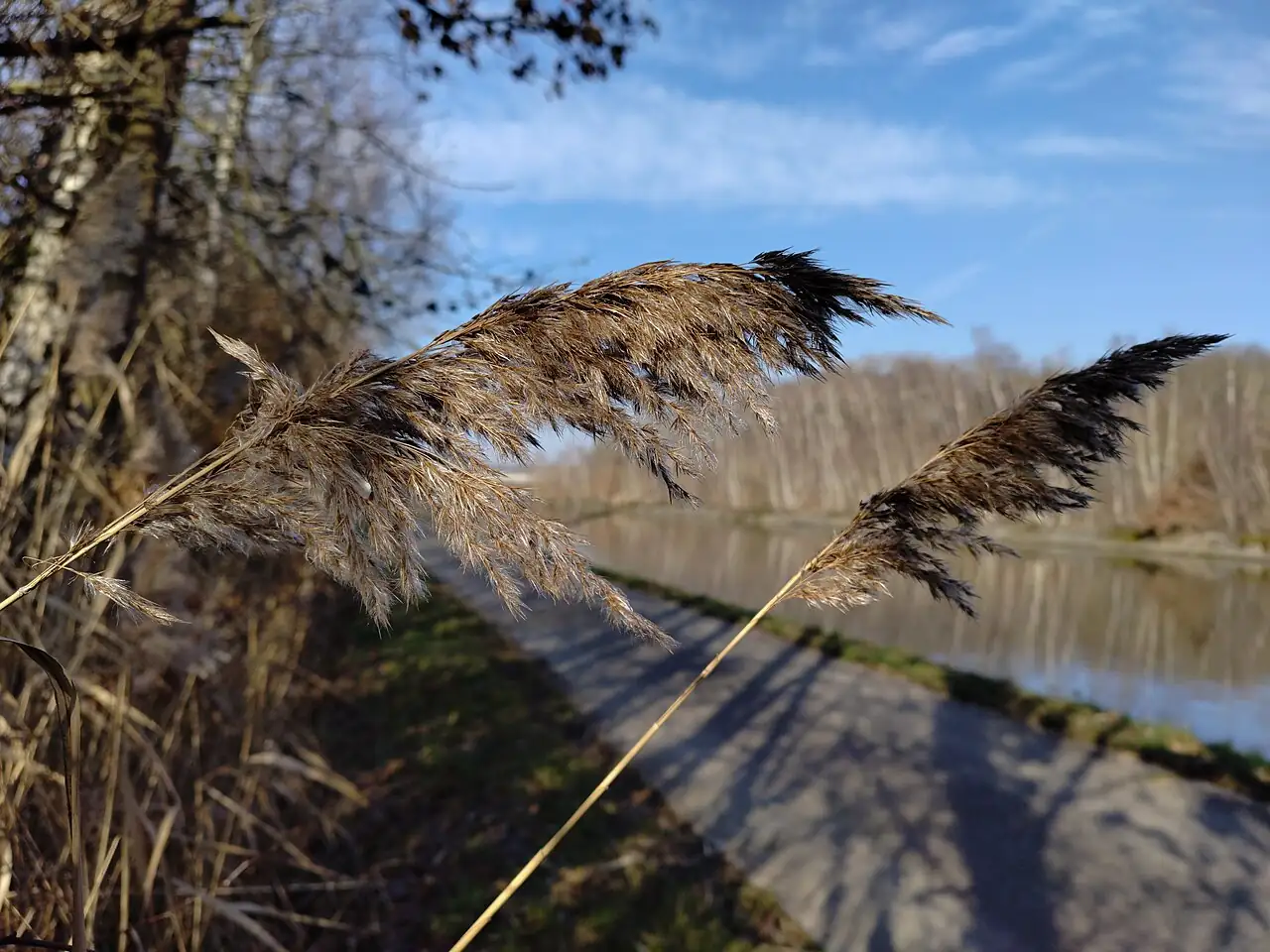 芦苇 (Phragmites australis) — 环境展示