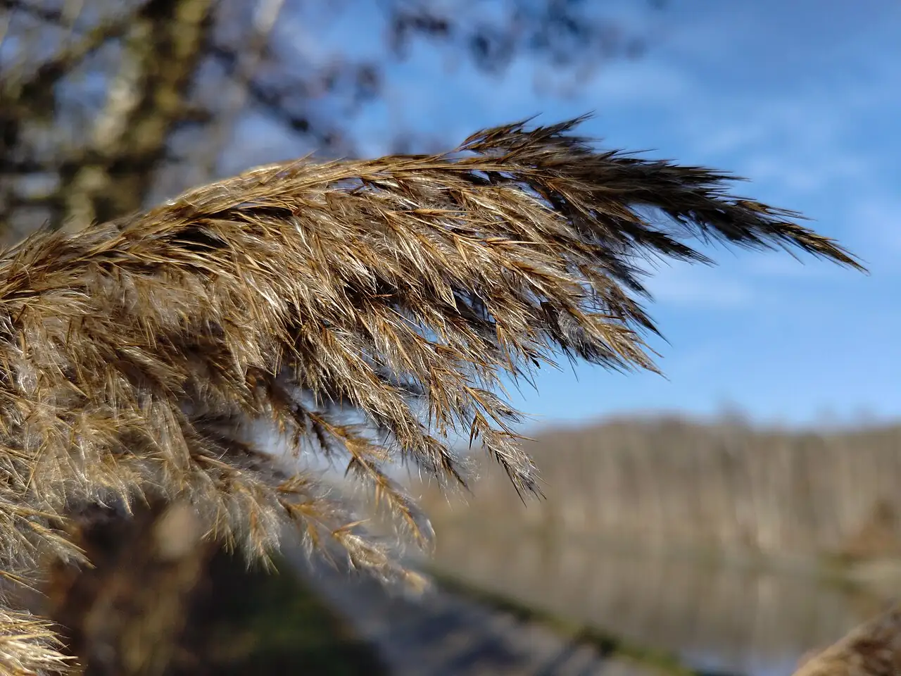 芦苇 (Phragmites australis) — 更多视角