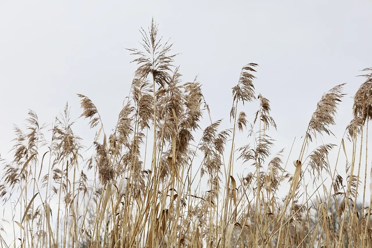 芦苇 (Phragmites australis) — 更多视角
