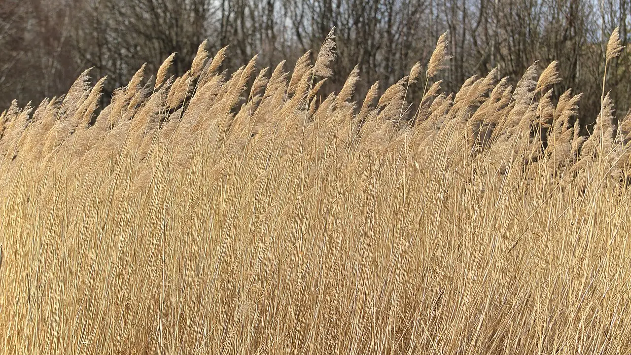 芦苇 (Phragmites australis) — 更多视角