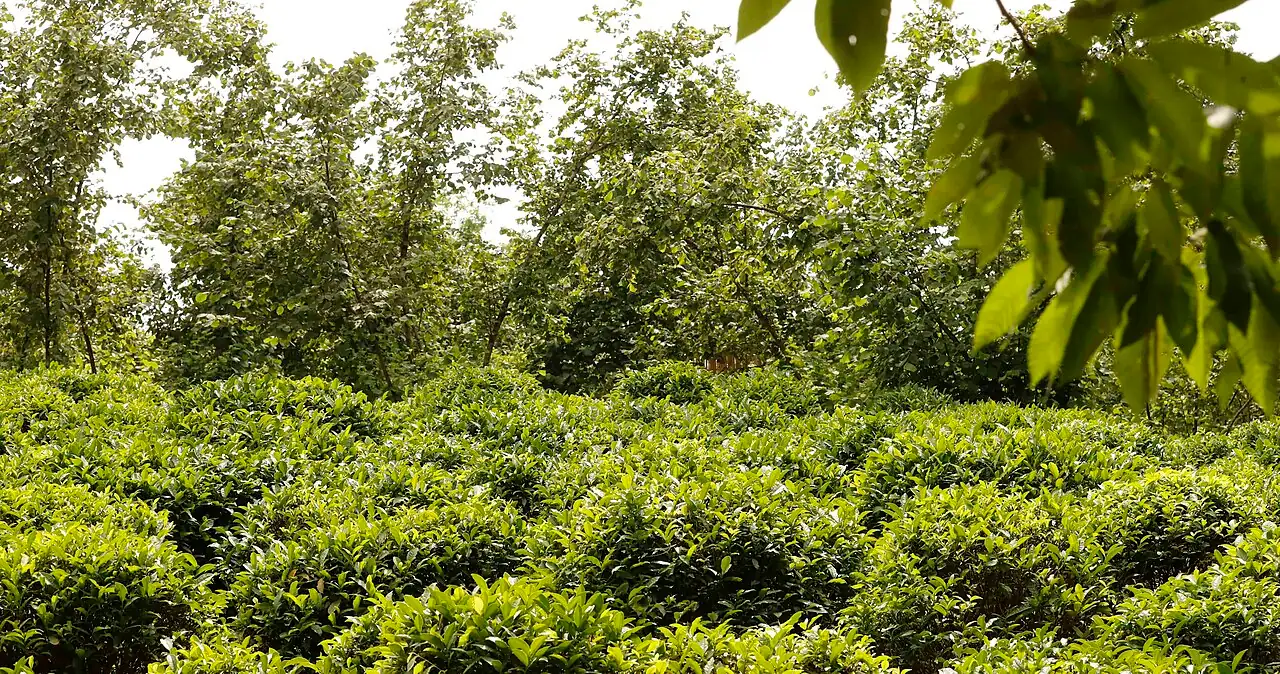 茶 (Camellia sinensis) — 更多视角