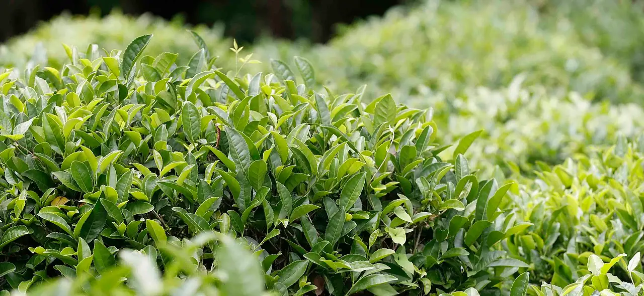 茶 (Camellia sinensis) — 更多视角