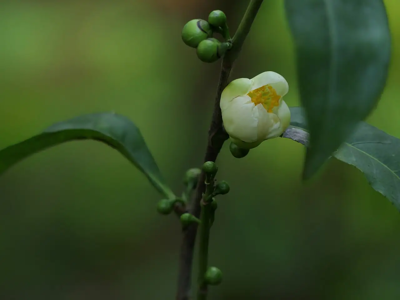 茶 (Camellia sinensis) — 更多视角