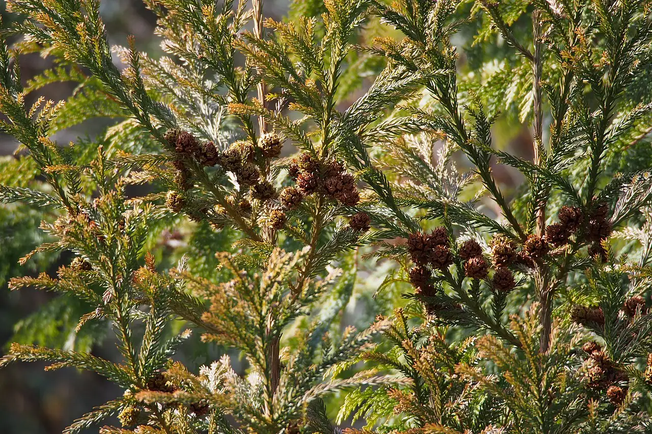 日本柳杉 (Cryptomeria japonica) — 特写