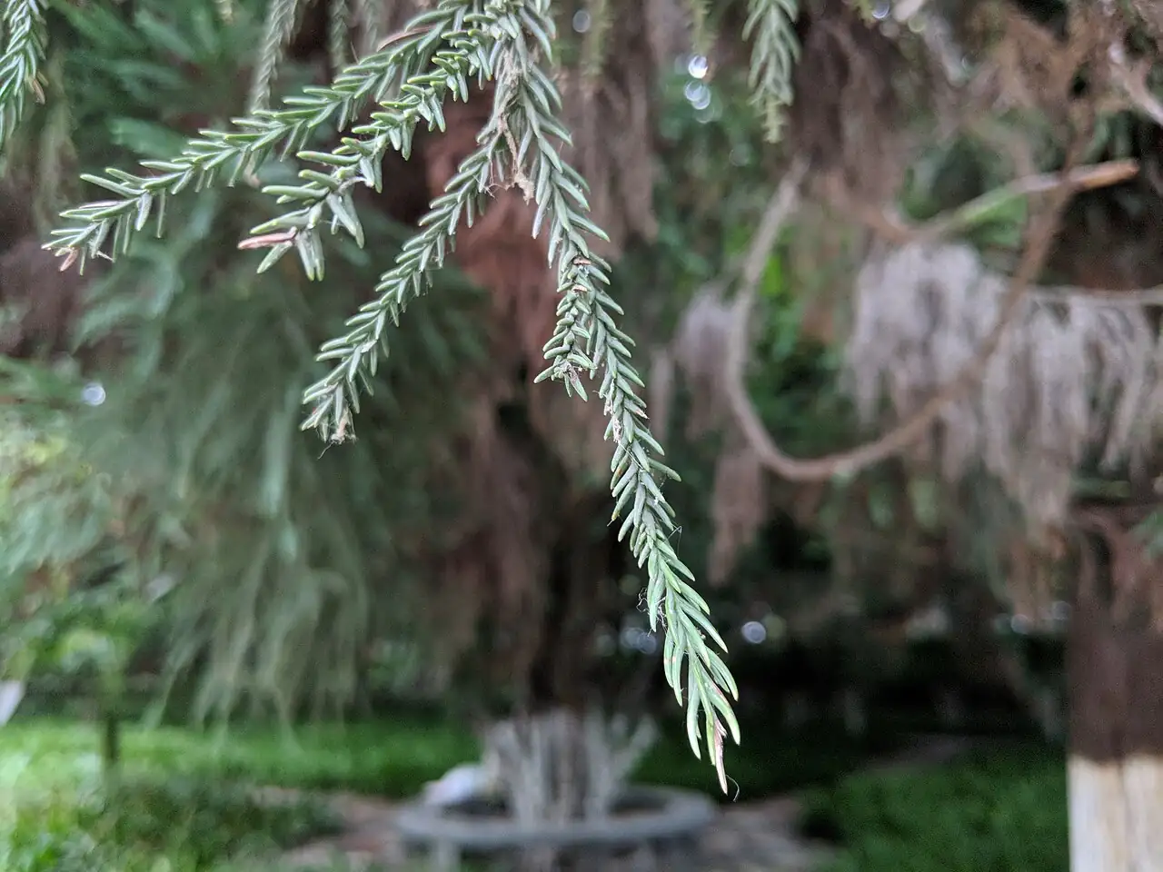 日本柳杉 (Cryptomeria japonica) — 更多视角