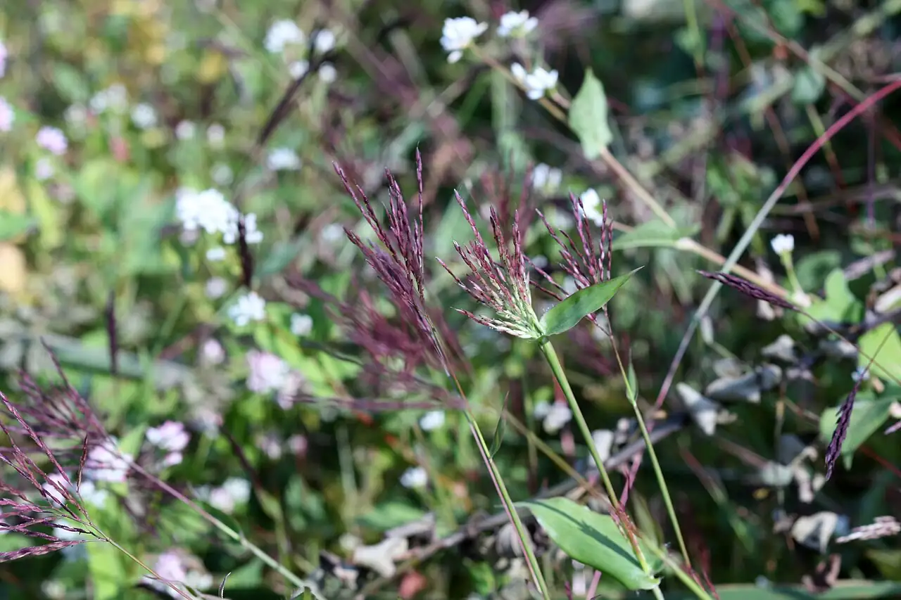 茅草 (Arthraxon hispidus) — 环境展示
