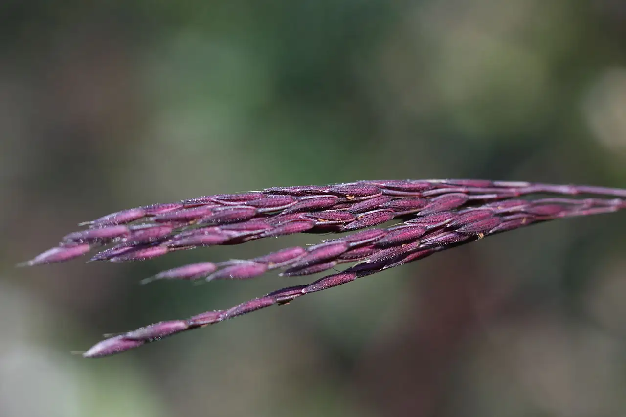 茅草 (Arthraxon hispidus) — 更多视角