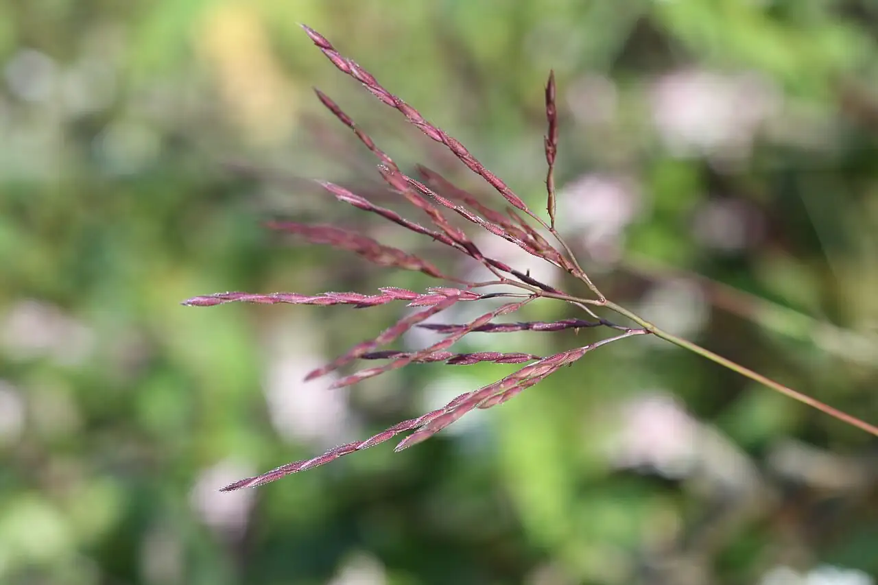 茅草 (Arthraxon hispidus) — 更多视角