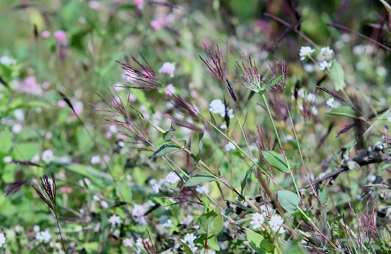 茅草 (Arthraxon hispidus) — 更多视角