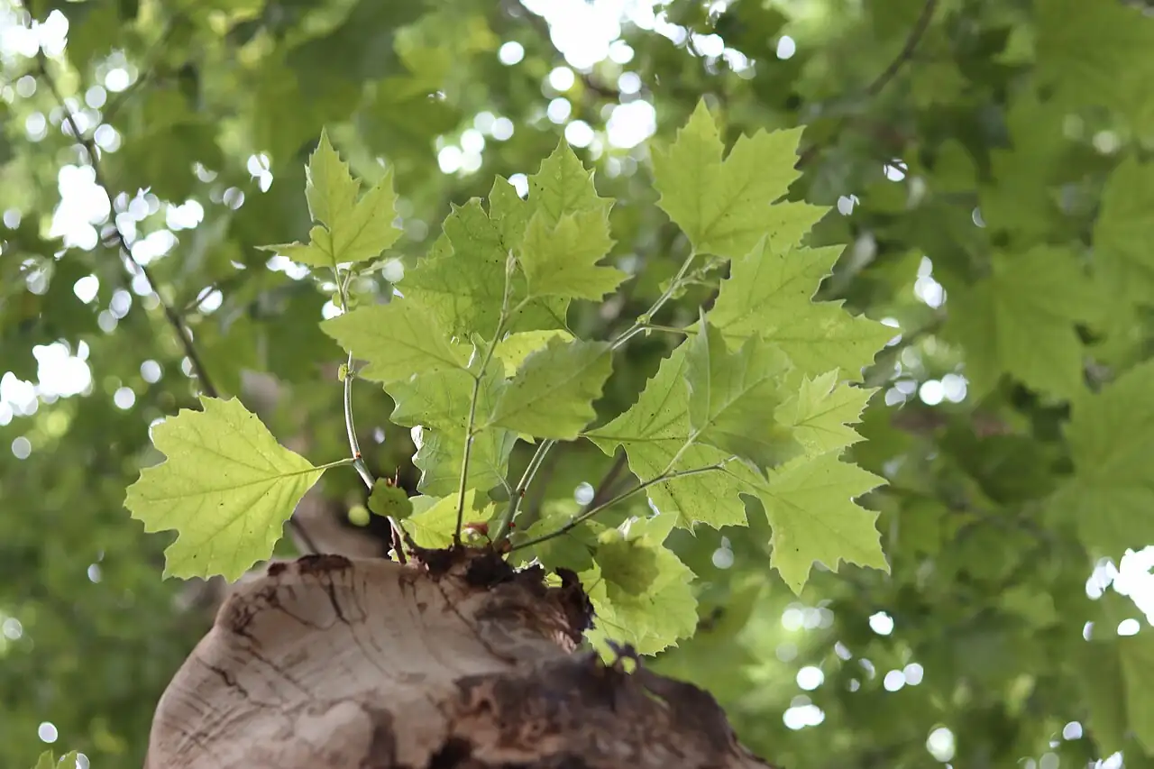 二球悬铃木 (Platanus × acerifolia) — 特写