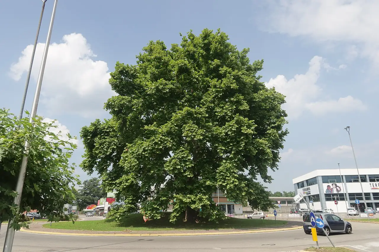 二球悬铃木 (Platanus × acerifolia) — 更多视角