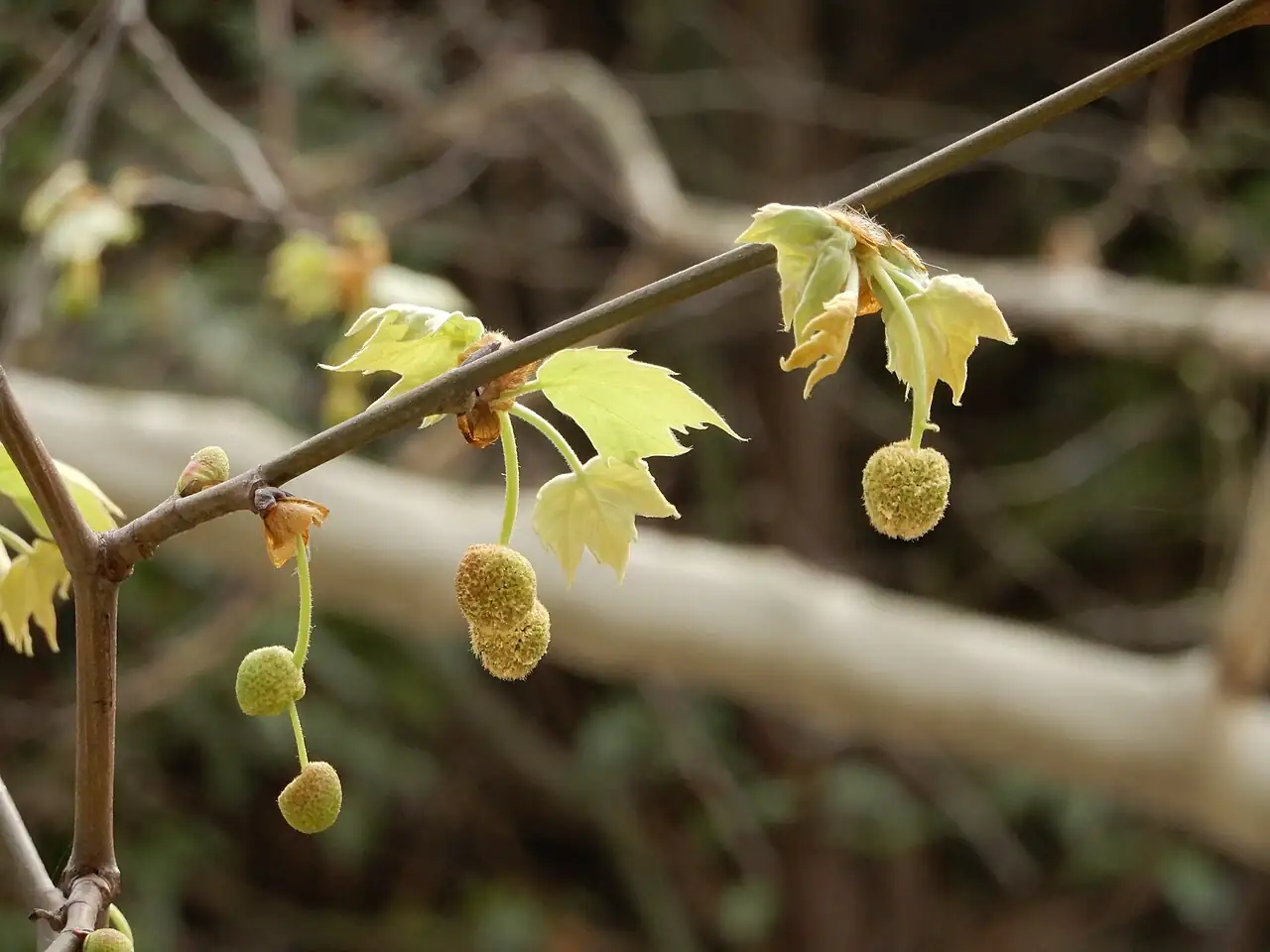 二球悬铃木 (Platanus × acerifolia) — 细节