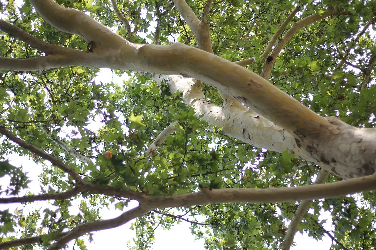 二球悬铃木 (Platanus × acerifolia) — 更多视角