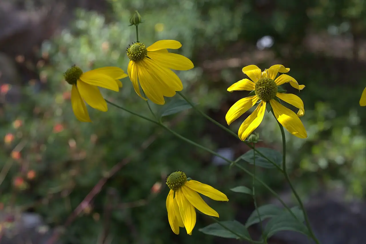 金光菊 (Rudbeckia laciniata) — 环境展示