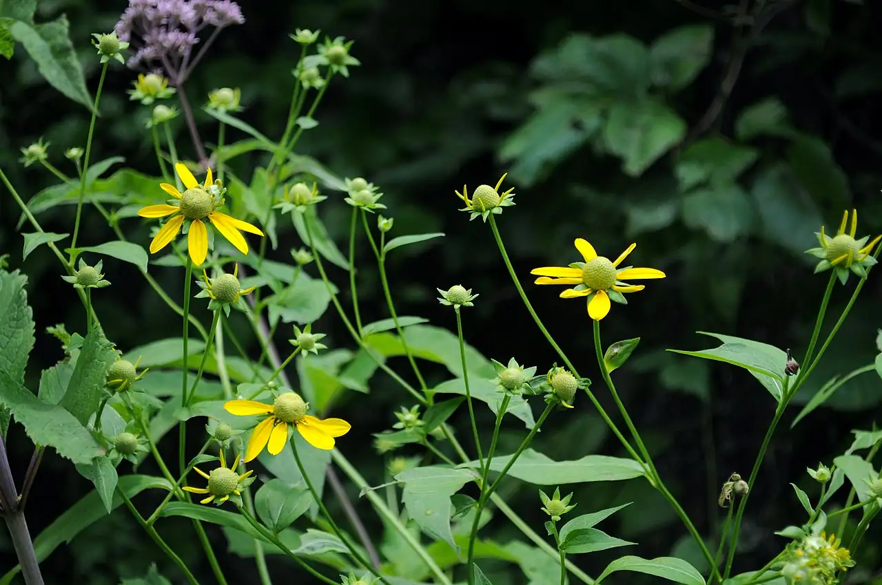 金光菊 (Rudbeckia laciniata) — 更多视角