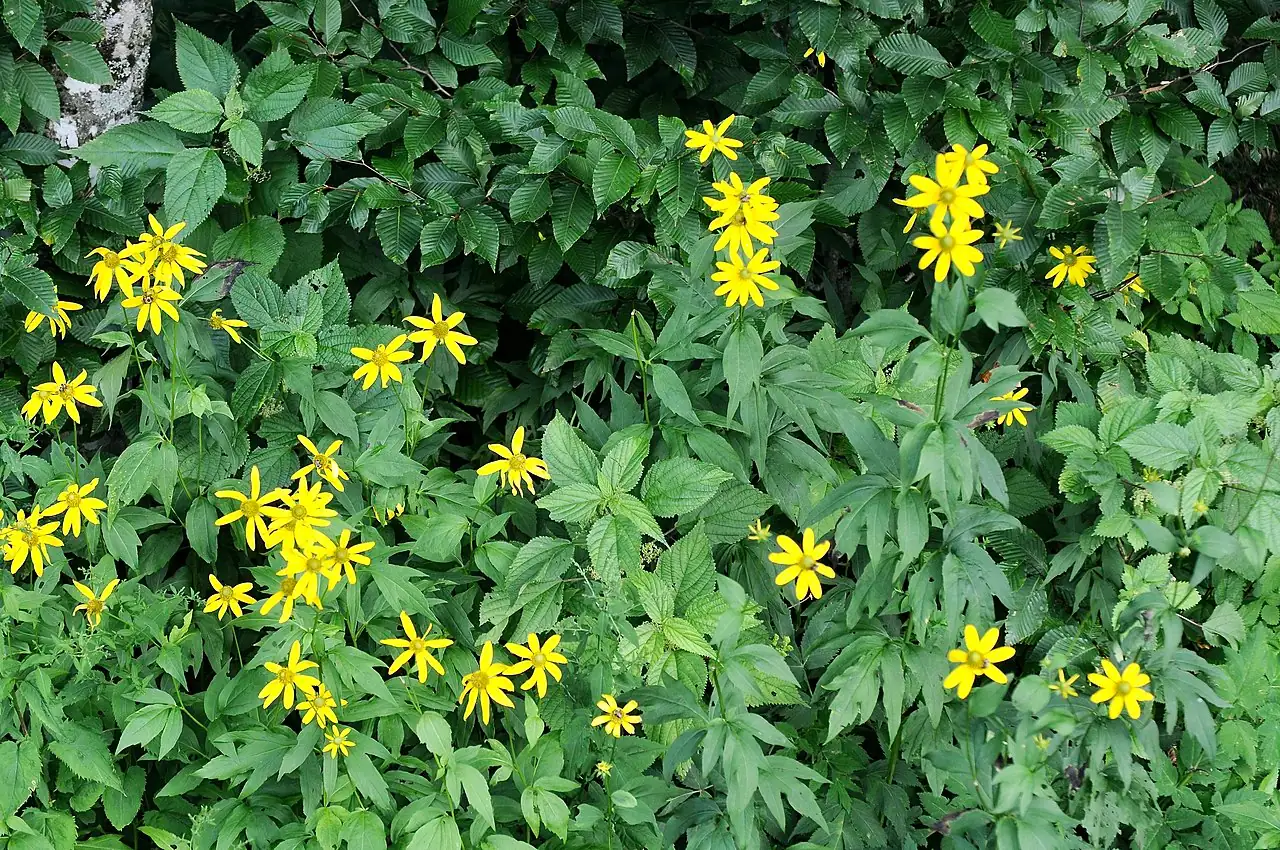 金光菊 (Rudbeckia laciniata) — 更多视角