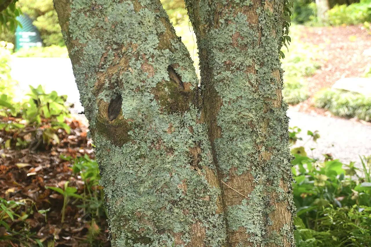 桂花 (Osmanthus fragrans) — 环境展示