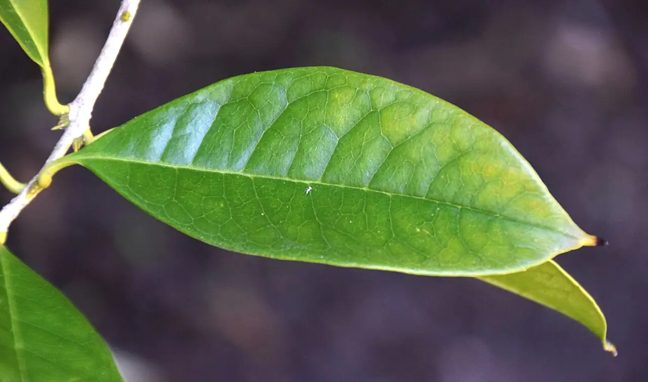 桂花 (Osmanthus fragrans) — 更多视角