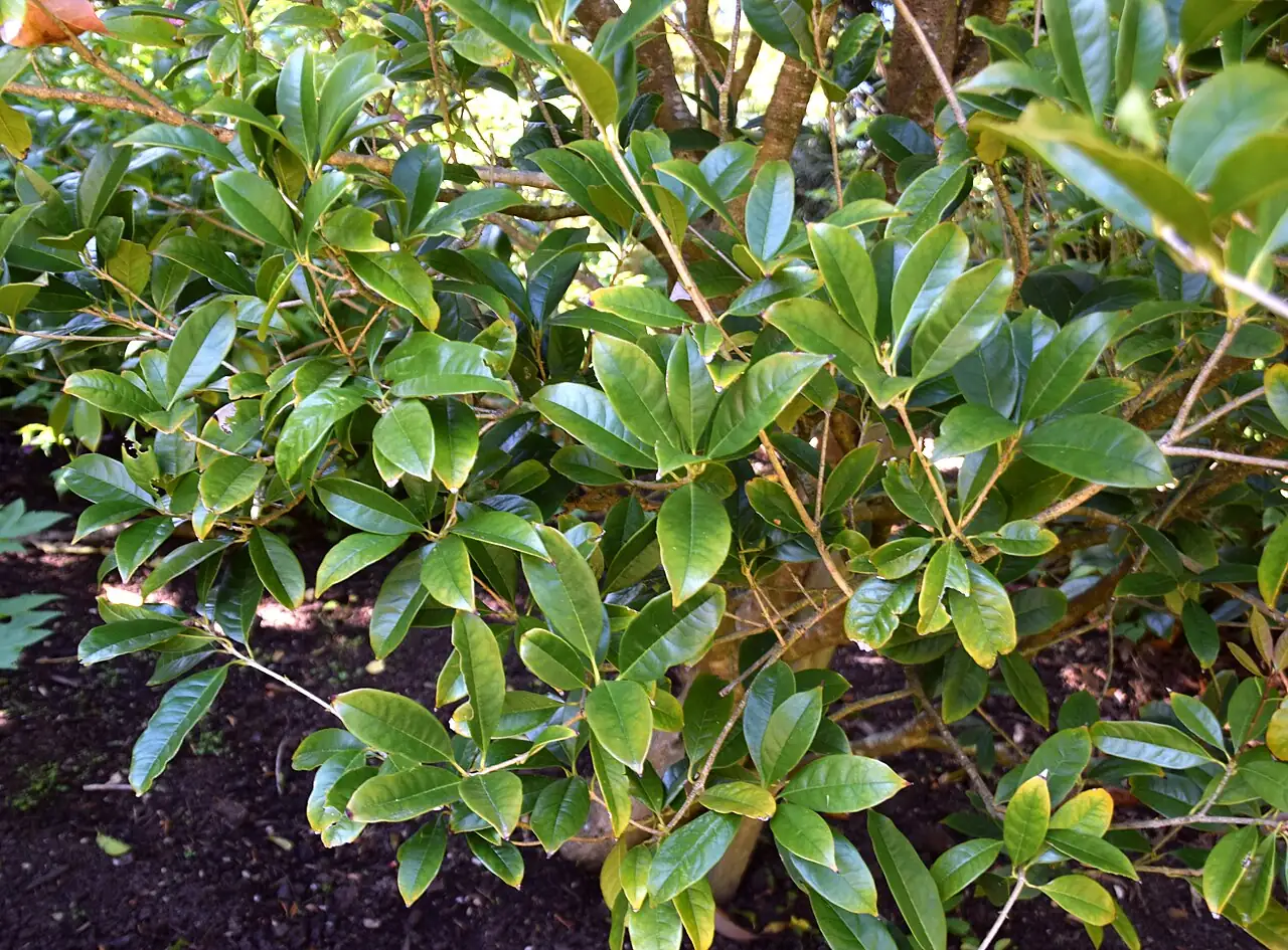 桂花 (Osmanthus fragrans) — 更多视角