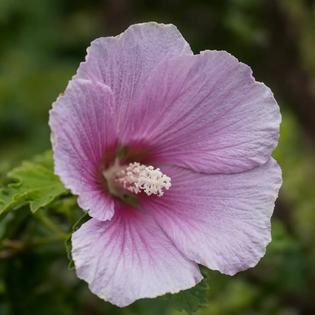 木槿 (Hibiscus syriacus) — 主图
