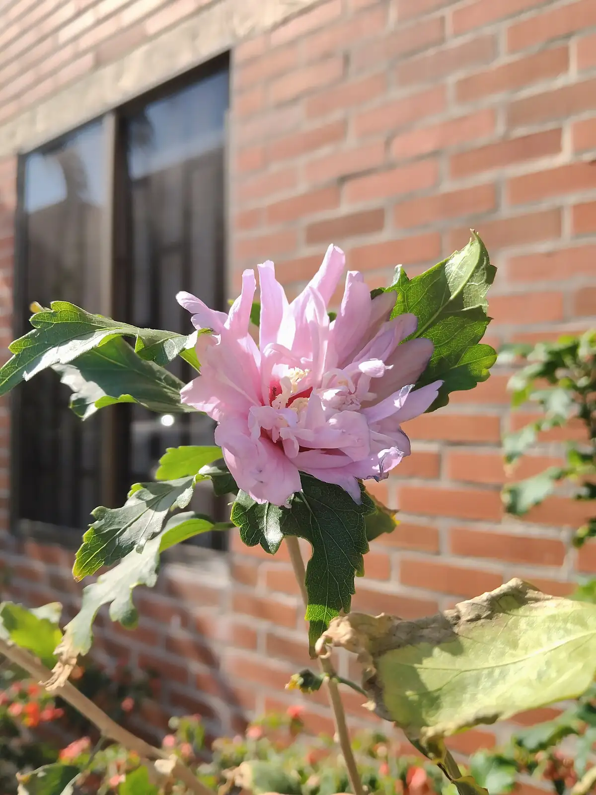 木槿 (Hibiscus syriacus) — 更多视角