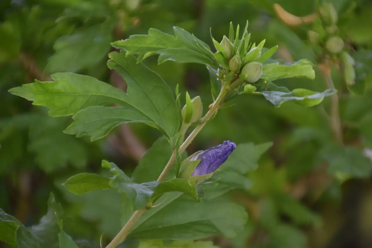 木槿 (Hibiscus syriacus) — 更多视角