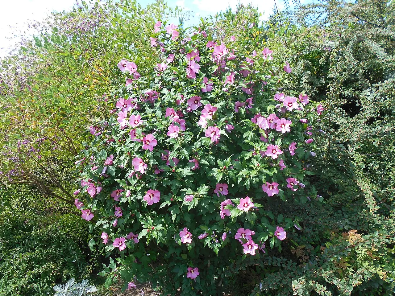 木槿 (Hibiscus syriacus) — 更多视角