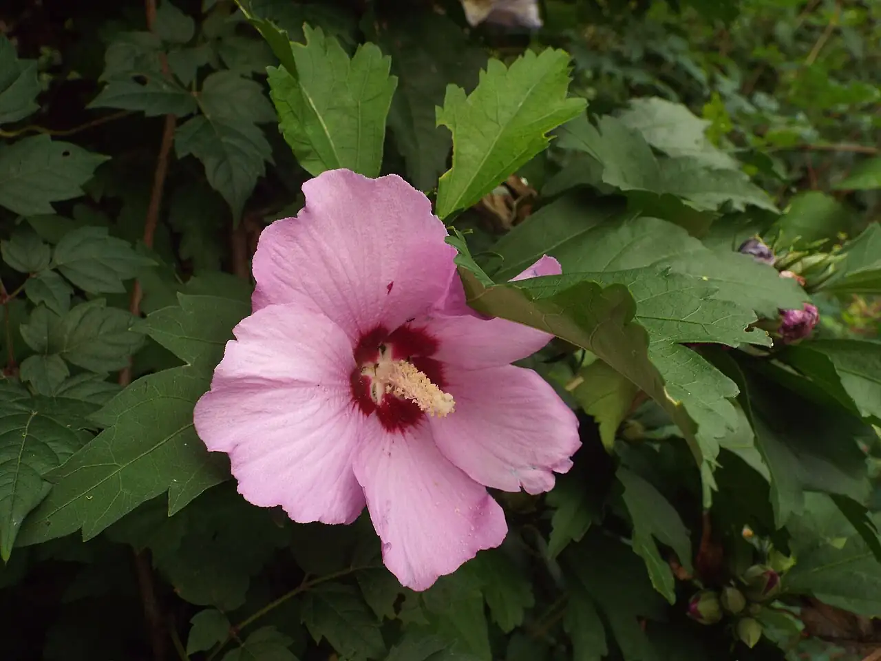 木槿 (Hibiscus syriacus) — 特写