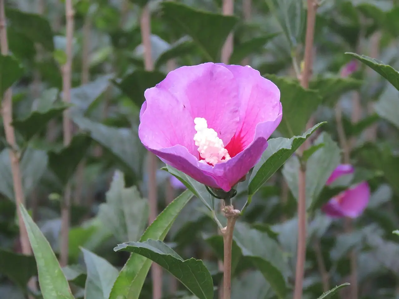 木槿 (Hibiscus syriacus) — 环境展示