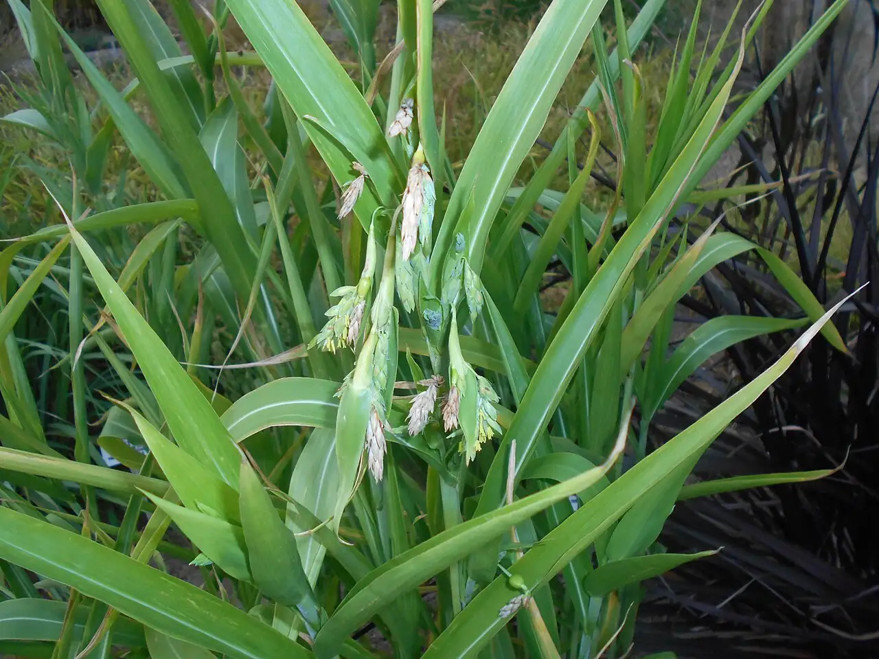 薏苡 (Coix lacryma-jobi) — 更多视角
