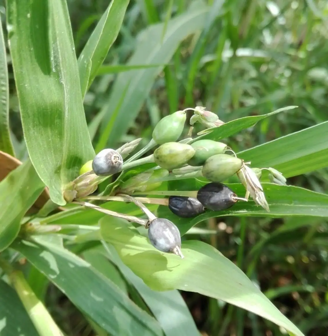 薏苡 (Coix lacryma-jobi) — 主图