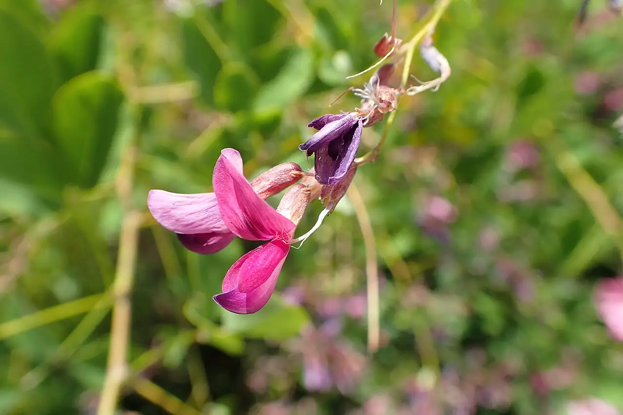 胡枝子 (Lespedeza bicolor) — 主图