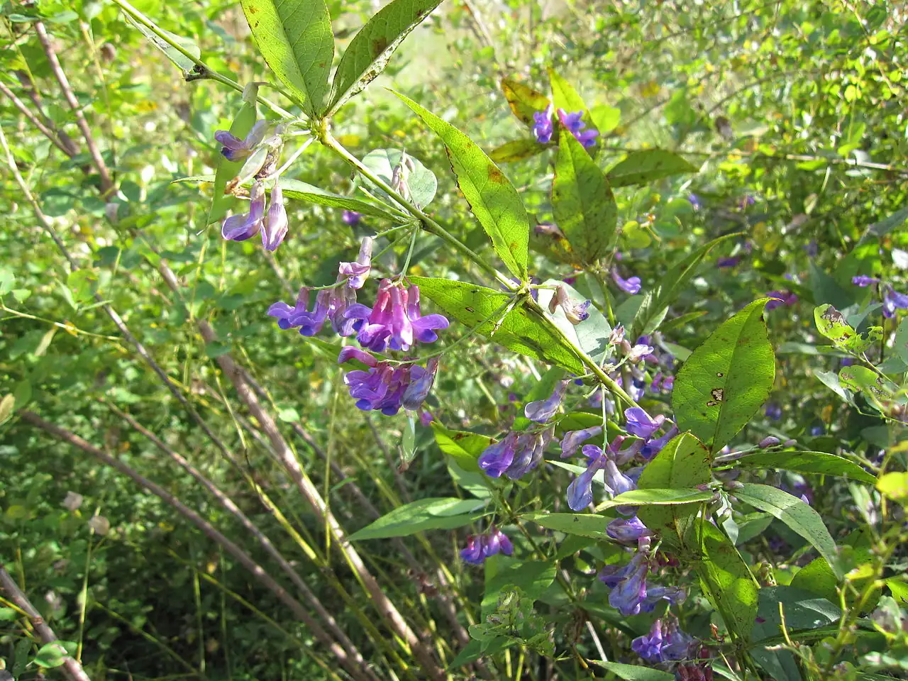 胡枝子 (Lespedeza bicolor) — 细节