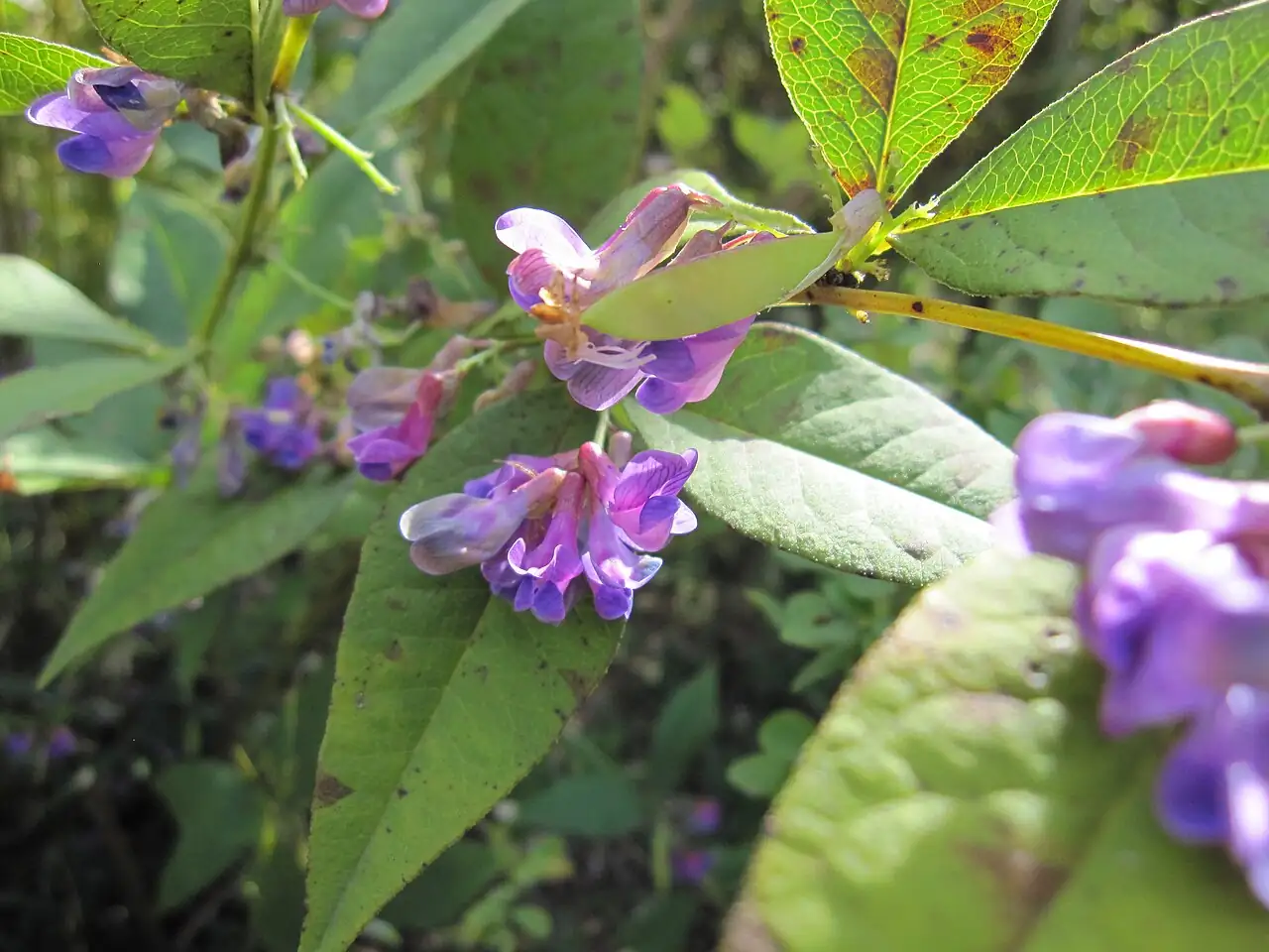 胡枝子 (Lespedeza bicolor) — 特写
