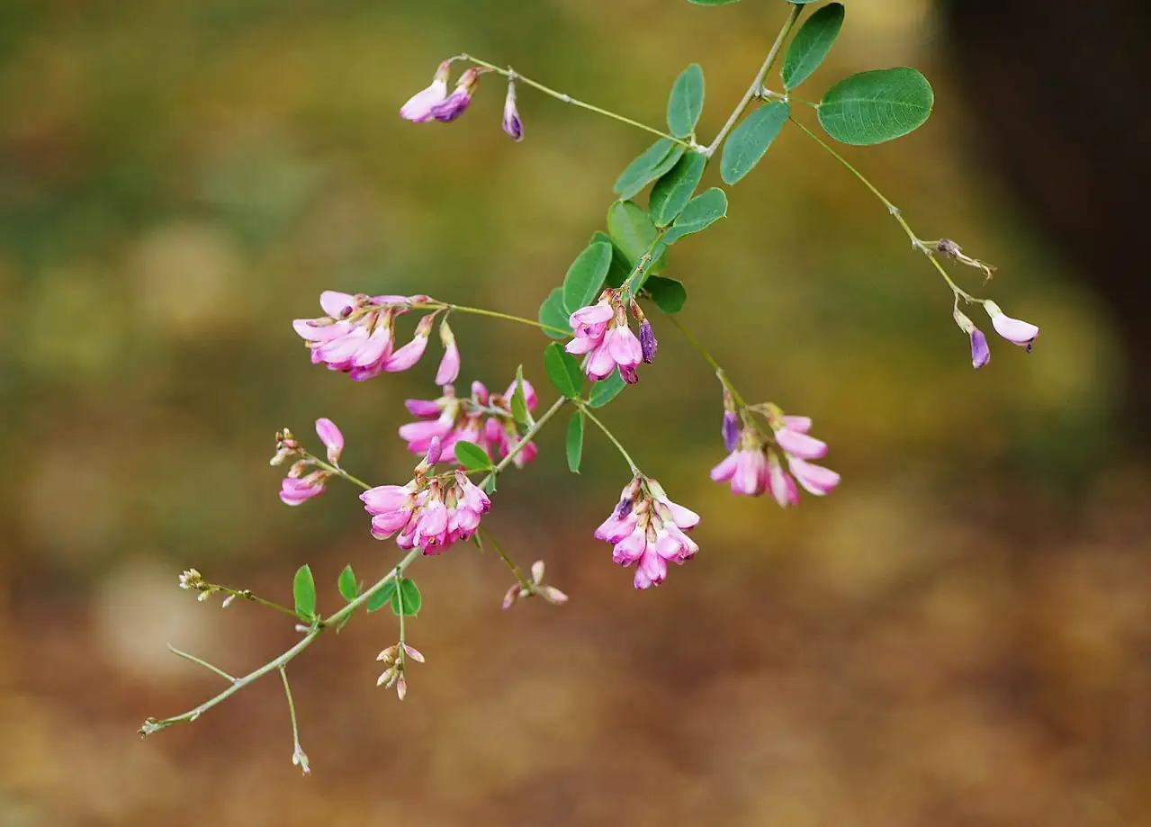胡枝子 (Lespedeza bicolor) — 环境展示