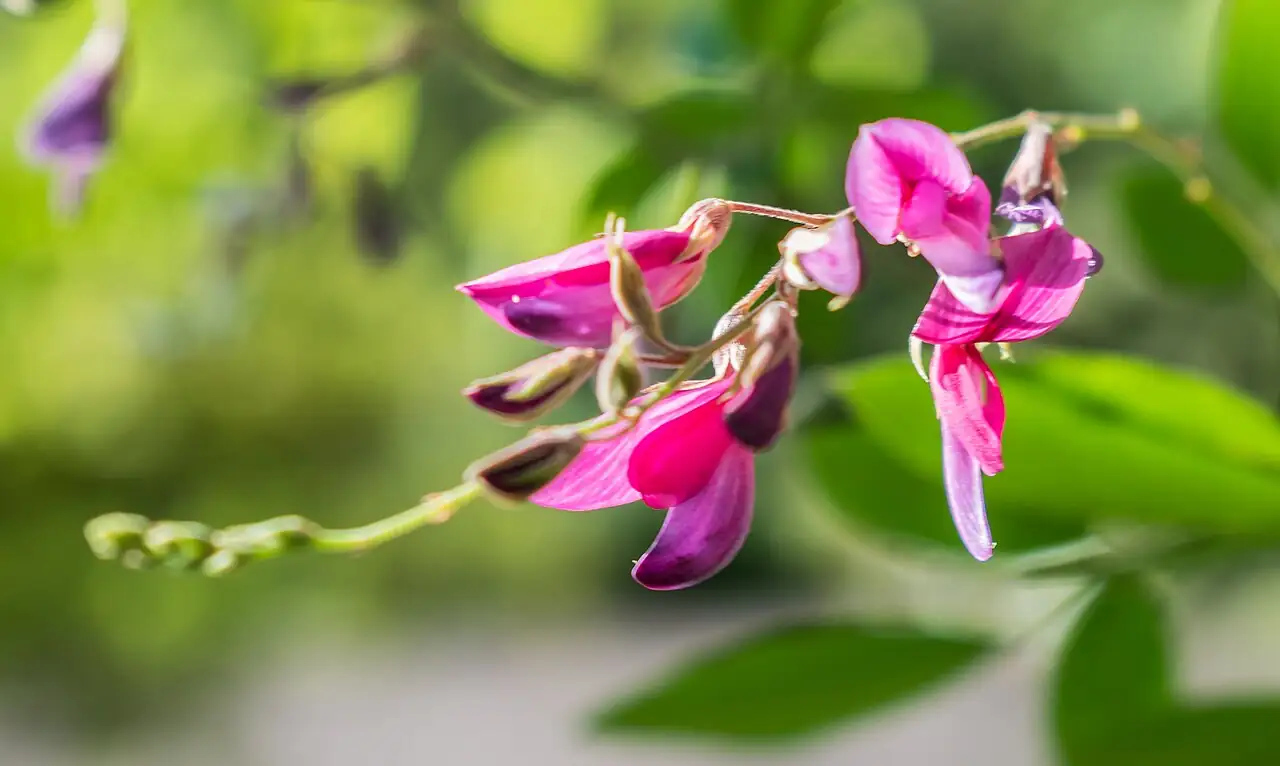 胡枝子 (Lespedeza bicolor) — 更多视角