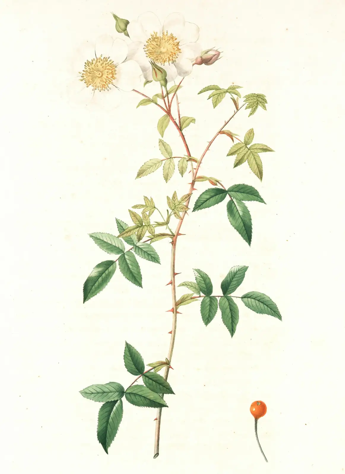 腺梗稀荠 (Siegesbeckia pubescens) — 更多视角