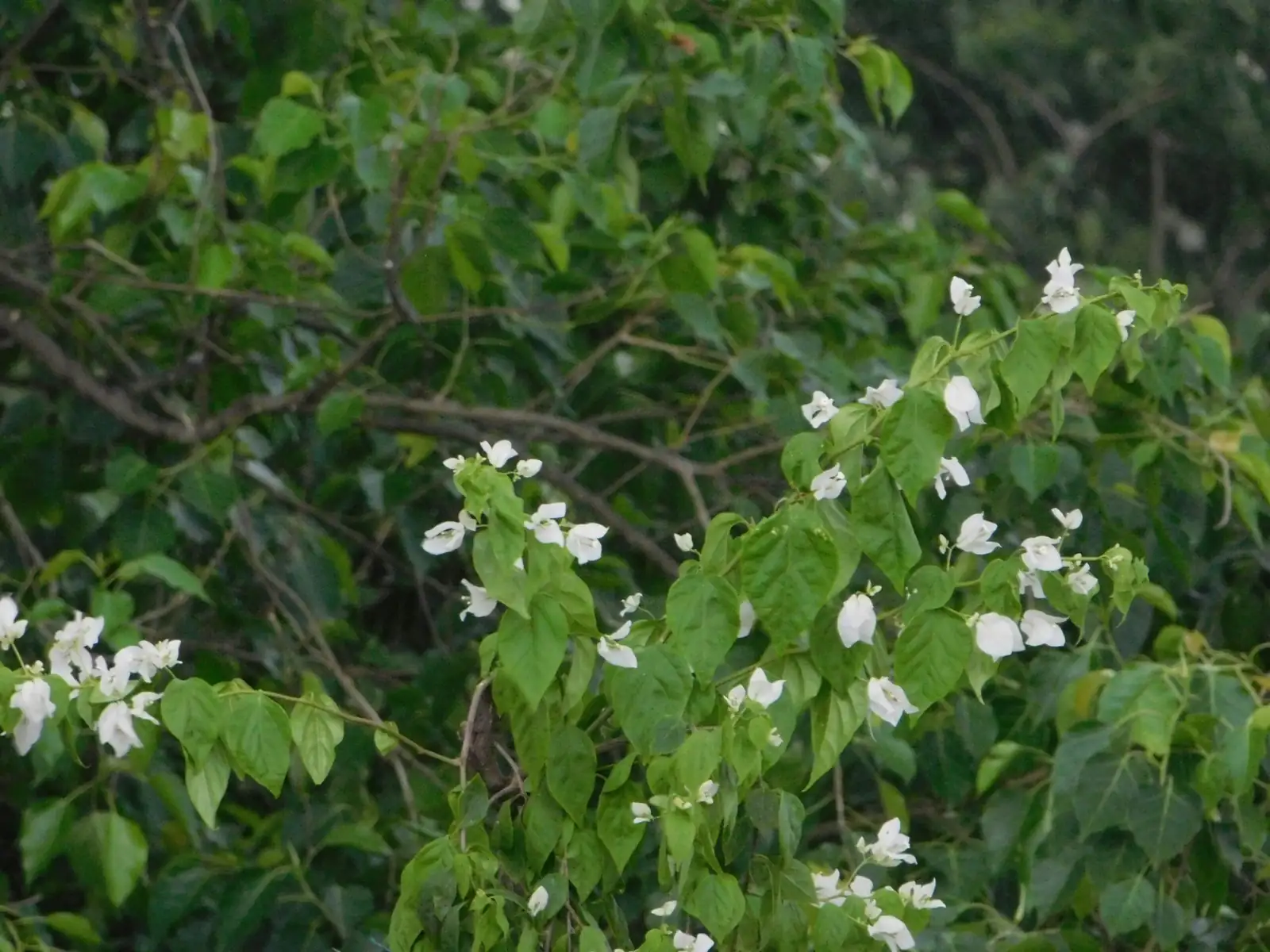 腺梗稀荠 (Siegesbeckia pubescens) — 环境展示
