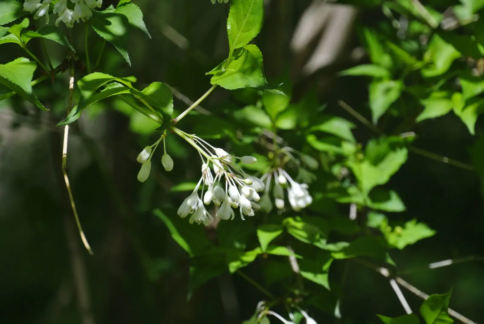 腺梗稀荠 (Siegesbeckia pubescens) — 主图