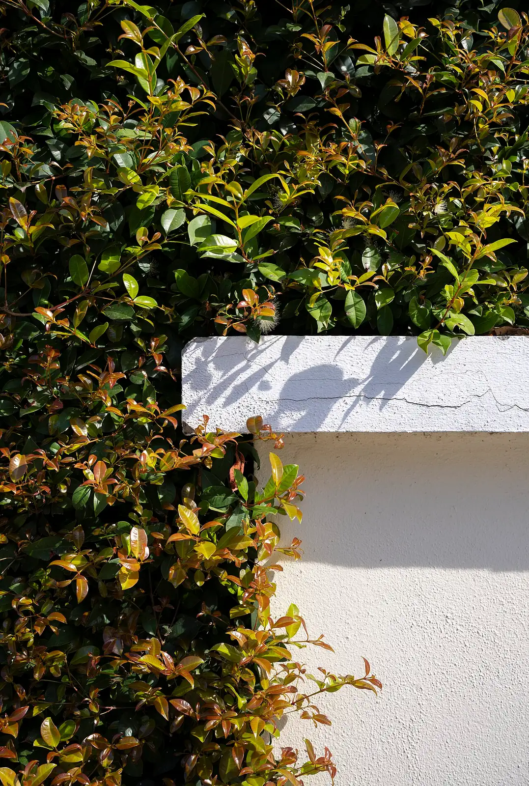 红叶石楠 (Photinia × fraseri) — 环境展示