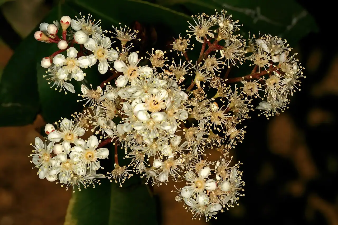红叶石楠 (Photinia × fraseri) — 更多视角
