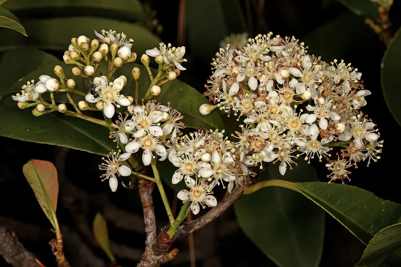 红叶石楠 (Photinia × fraseri) — 更多视角