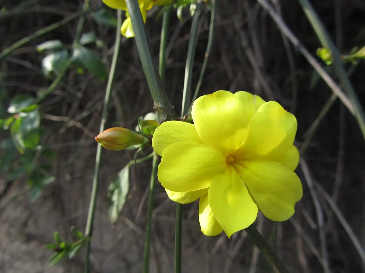 探春花 (Jasminum floridum) — 环境展示