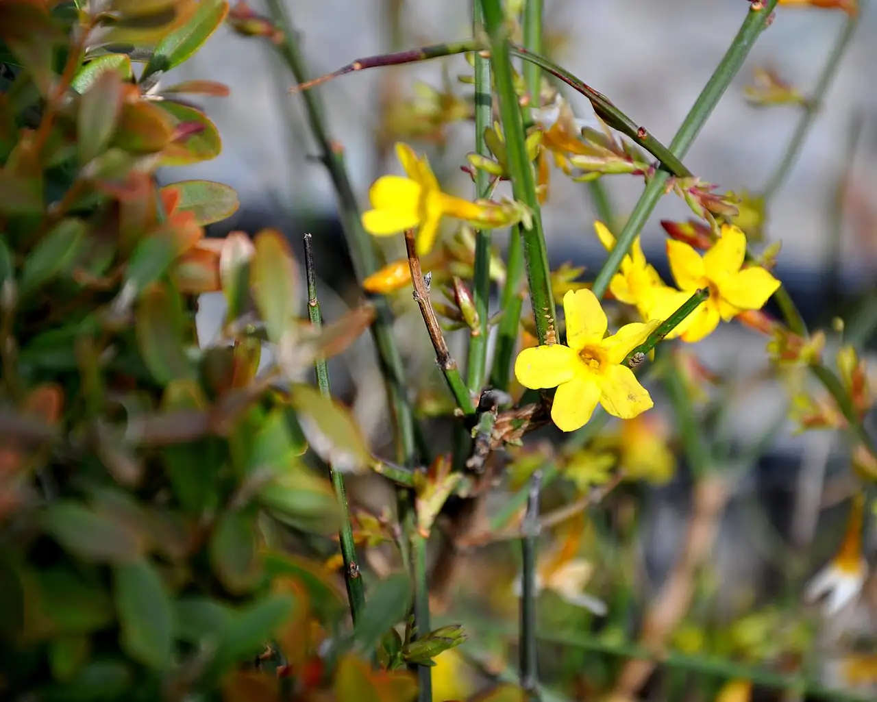 探春花 (Jasminum floridum) — 更多视角