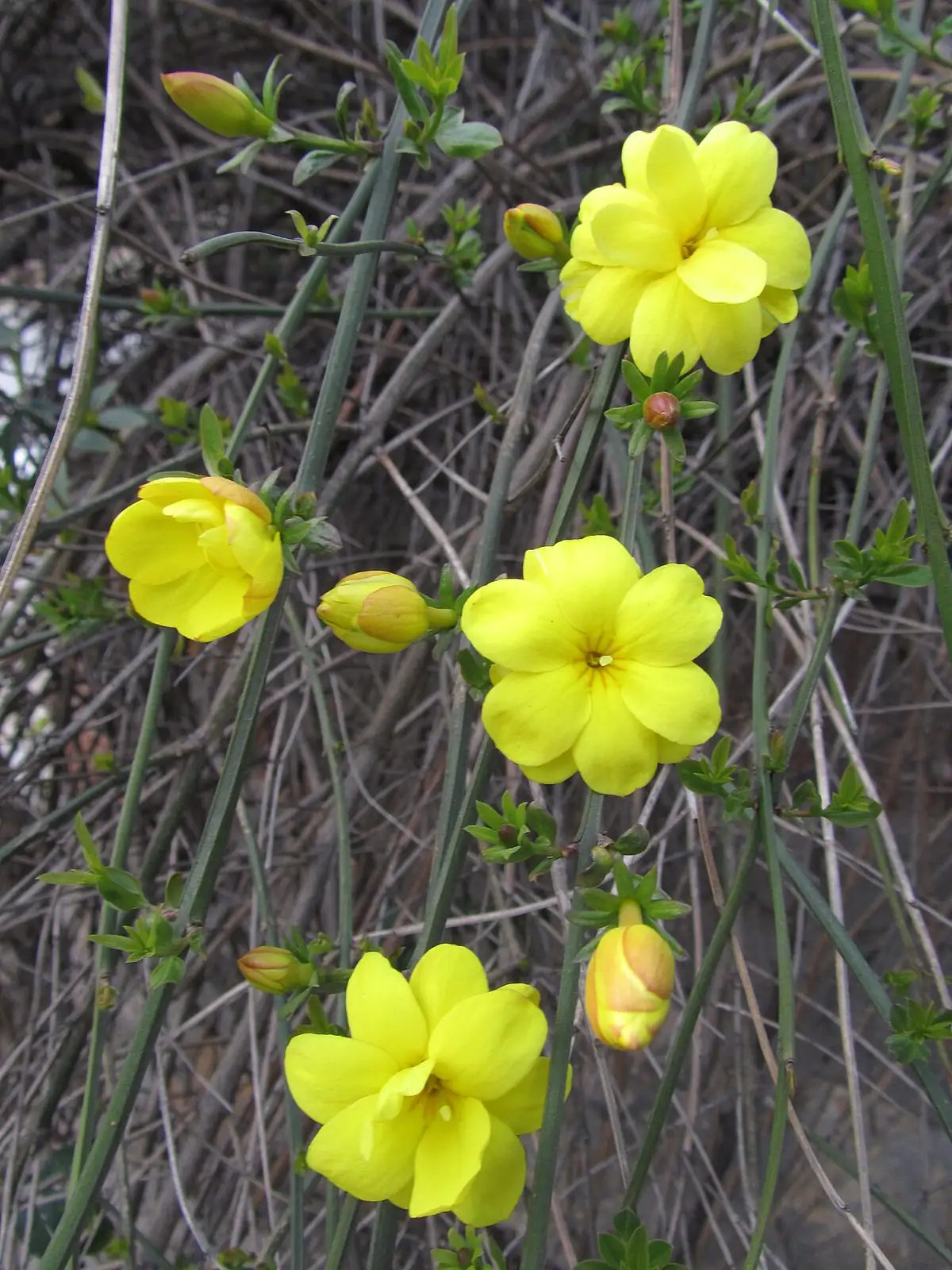 探春花 (Jasminum floridum) — 主图