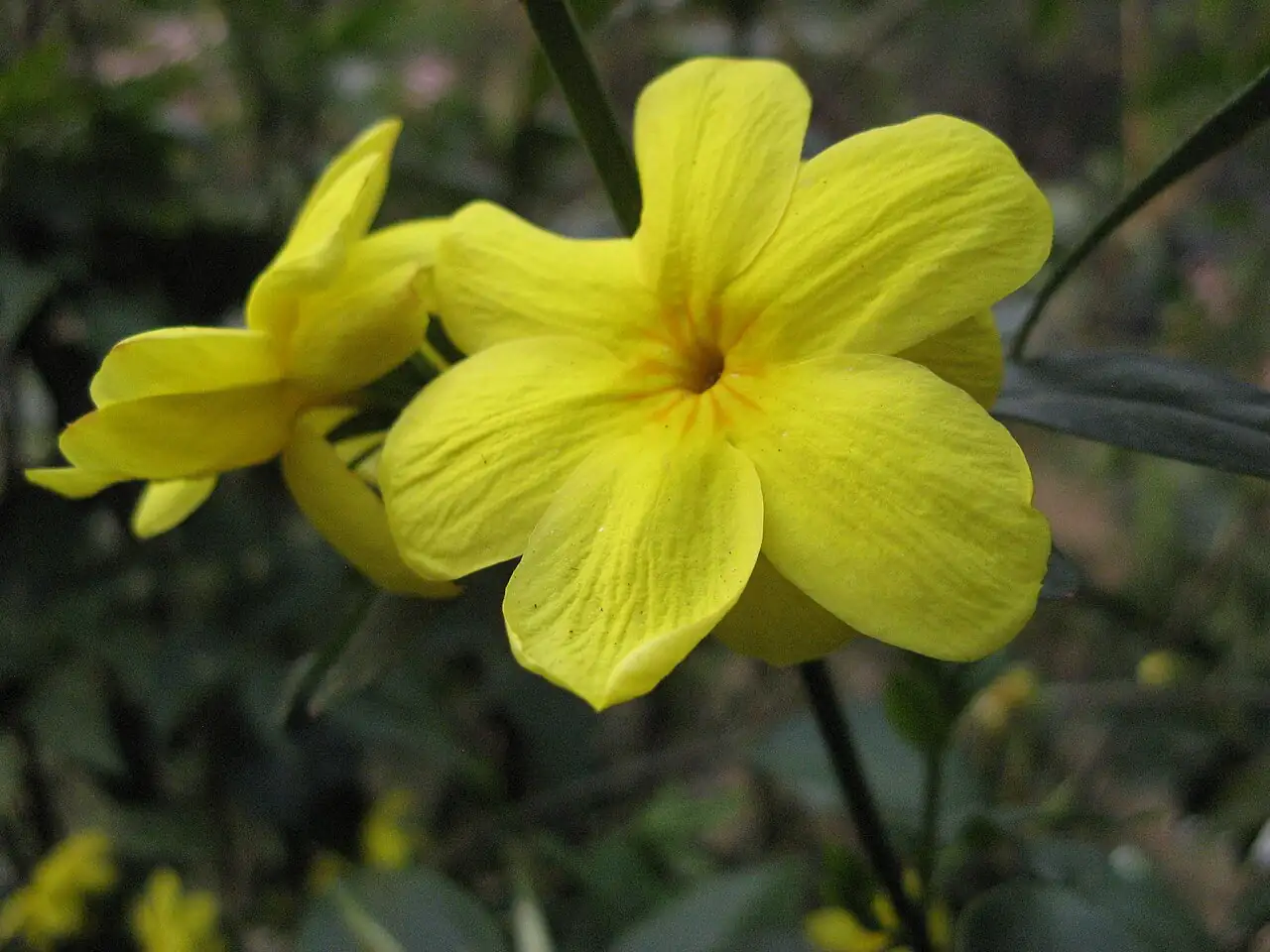探春花 (Jasminum floridum) — 更多视角