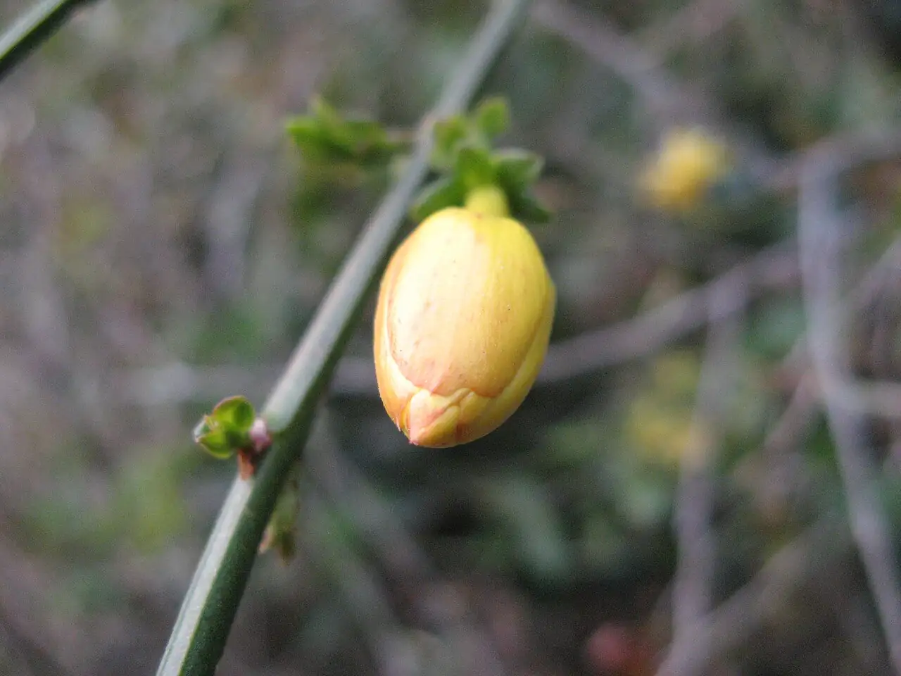 探春花 (Jasminum floridum) — 细节