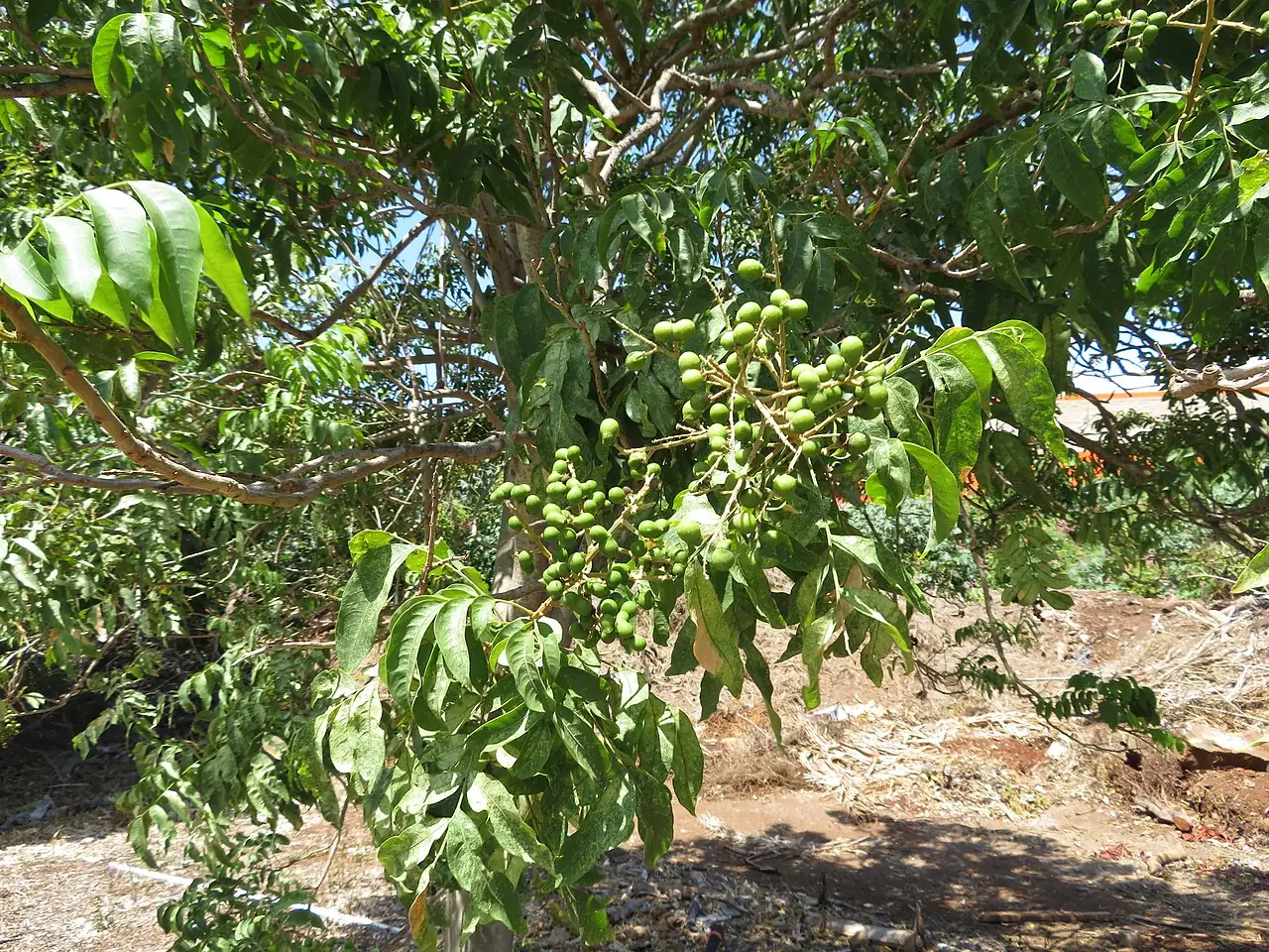 无患子 (Sapindus saponaria) — 环境展示